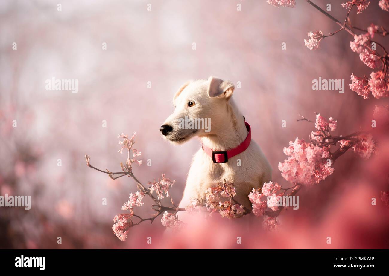 Ritratto primaverile di un cane in fiori rosa. La primavera è il periodo più bello. Un cane è il migliore amico di un uomo. Foto Stock