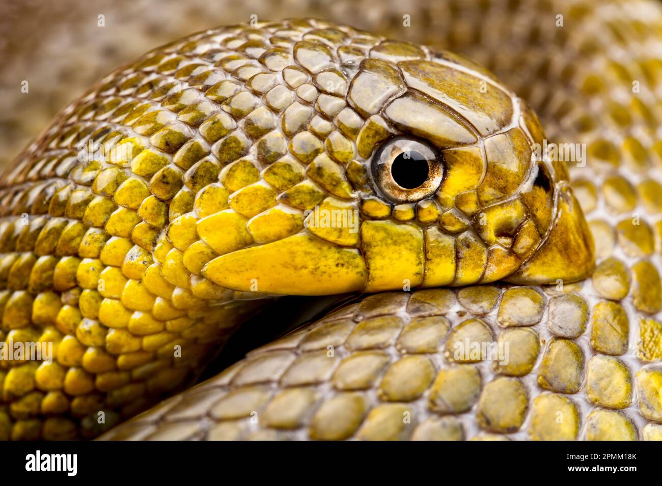 Serpente africano dal naso di Shovel (Scaphiophis albopunctatus) Foto Stock