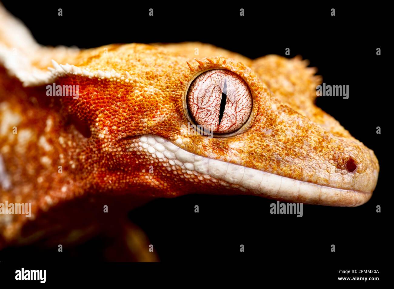 Geco crestato (Correlophus ciliatus) Foto Stock