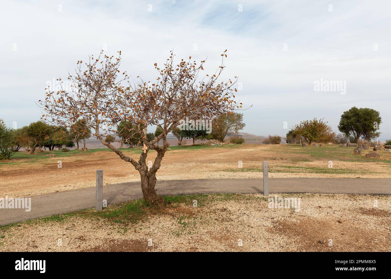 Bellissimo albero contro il cielo blu nel nord di Israele Foto Stock