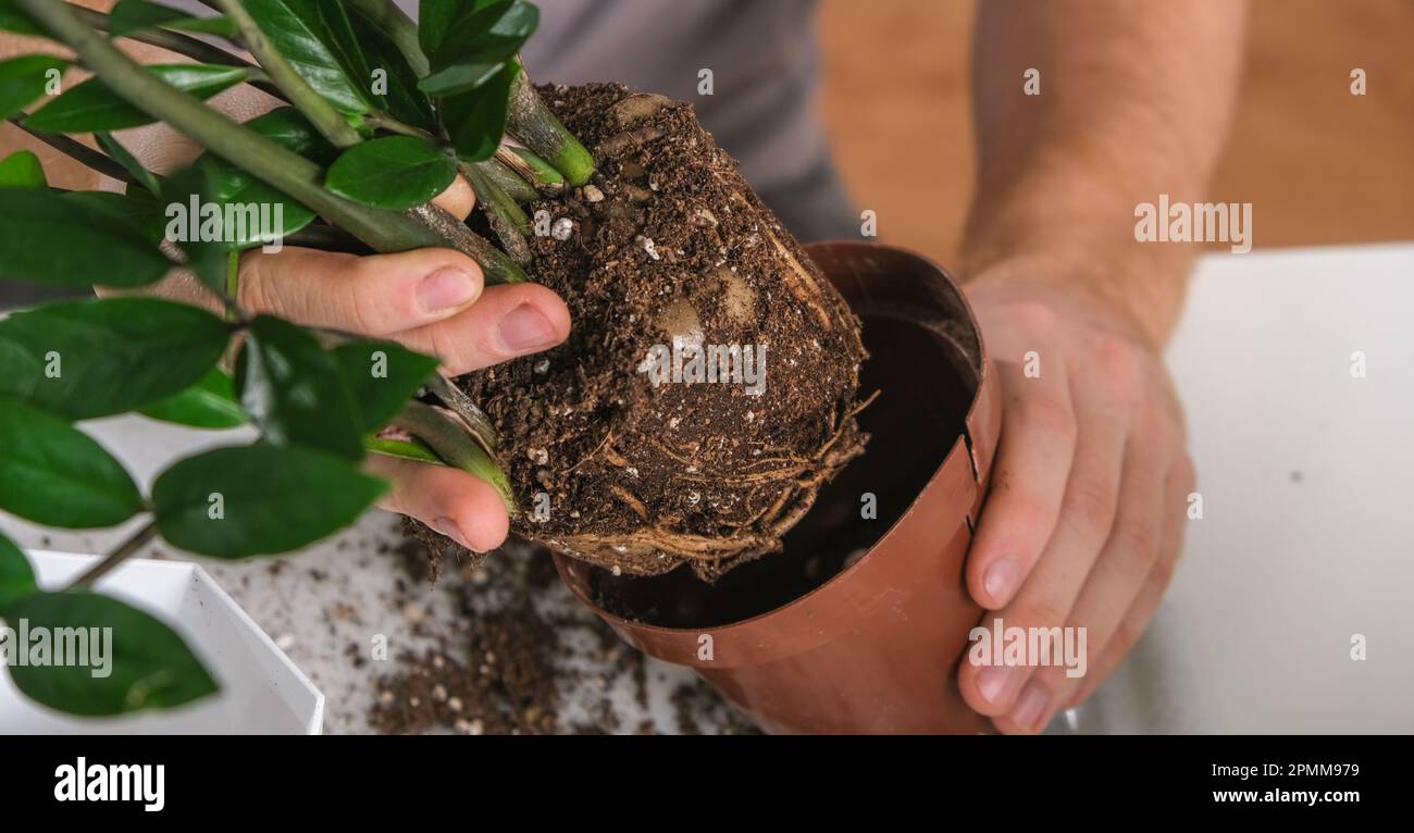 Trapiantare Zamioculcas da una pentola piccola ad una grande. Un uomo tira una pianta di casa da una vecchia pentola. Giardinaggio primaverile. Foto Stock