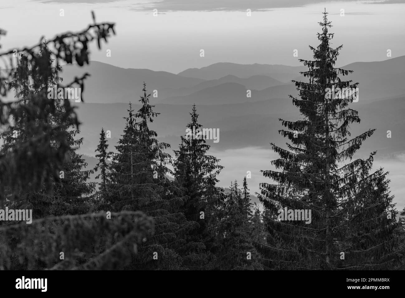 Alberi di abete sullo sfondo delle montagne dei Carpazi in estate. Ucraina, Europa. Bianco e nero Foto Stock