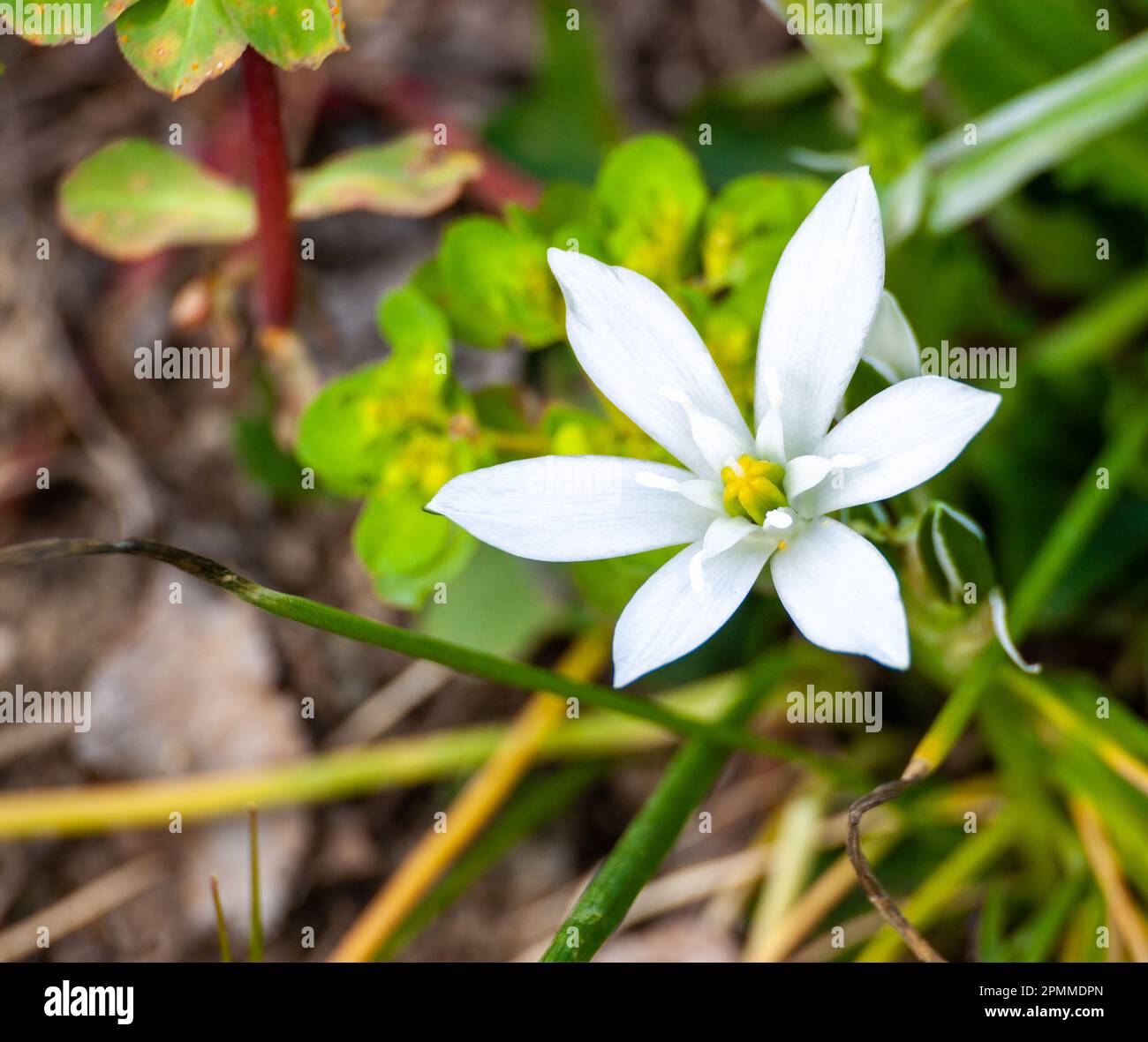 Stella del sole (Ornithogalum dubium) - 5 pezzi; stella di Betlemme - – Garden Seeds Market | Spedizione gratuita