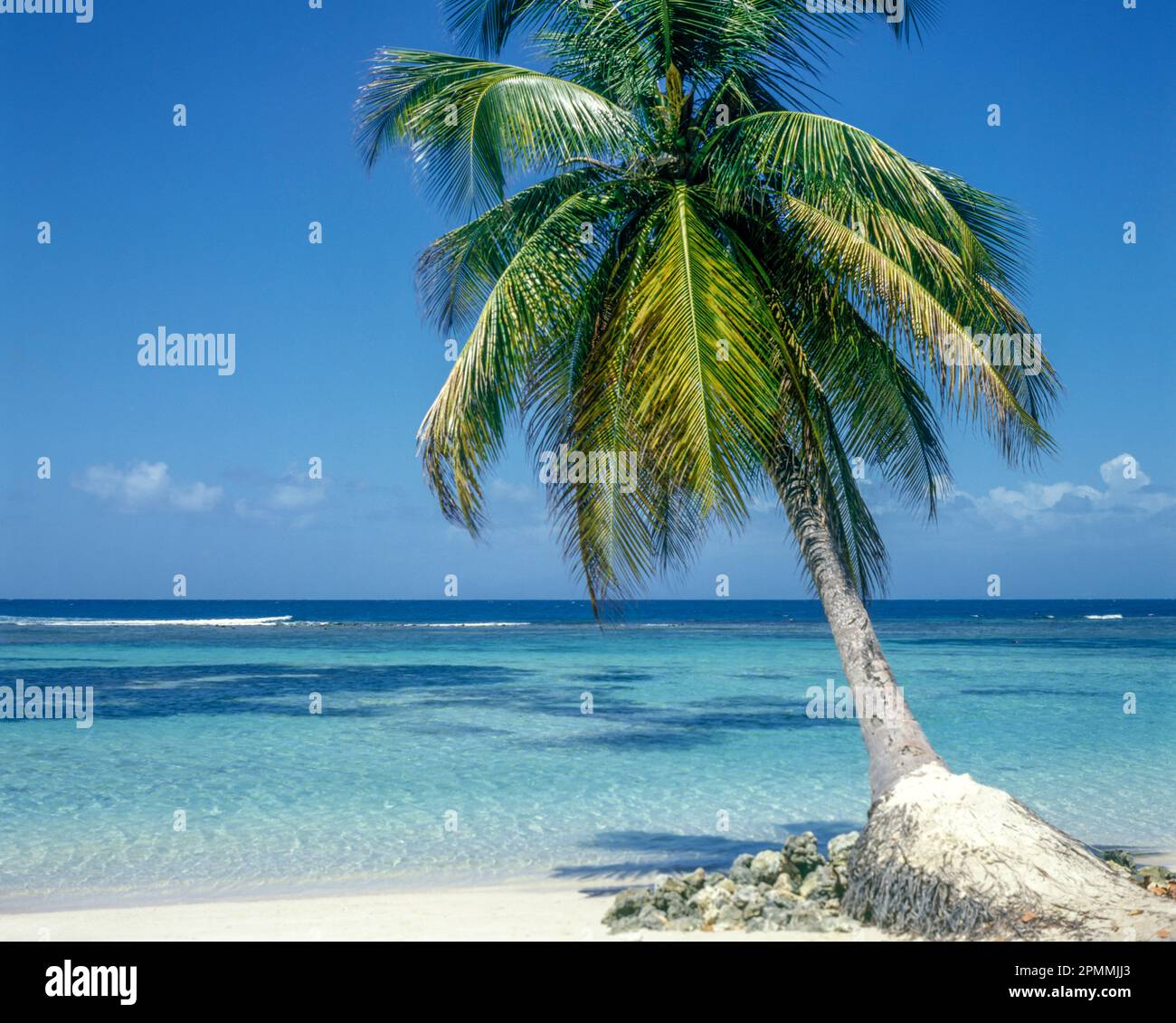 TROPICALE ALBERO DI PALMA SABBIA BIANCA SPIAGGIA GUADALUPA Foto Stock