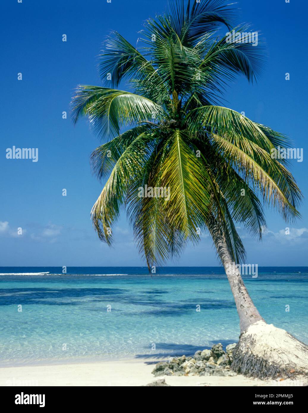 TROPICALE ALBERO DI PALMA SABBIA BIANCA SPIAGGIA GUADALUPA Foto Stock
