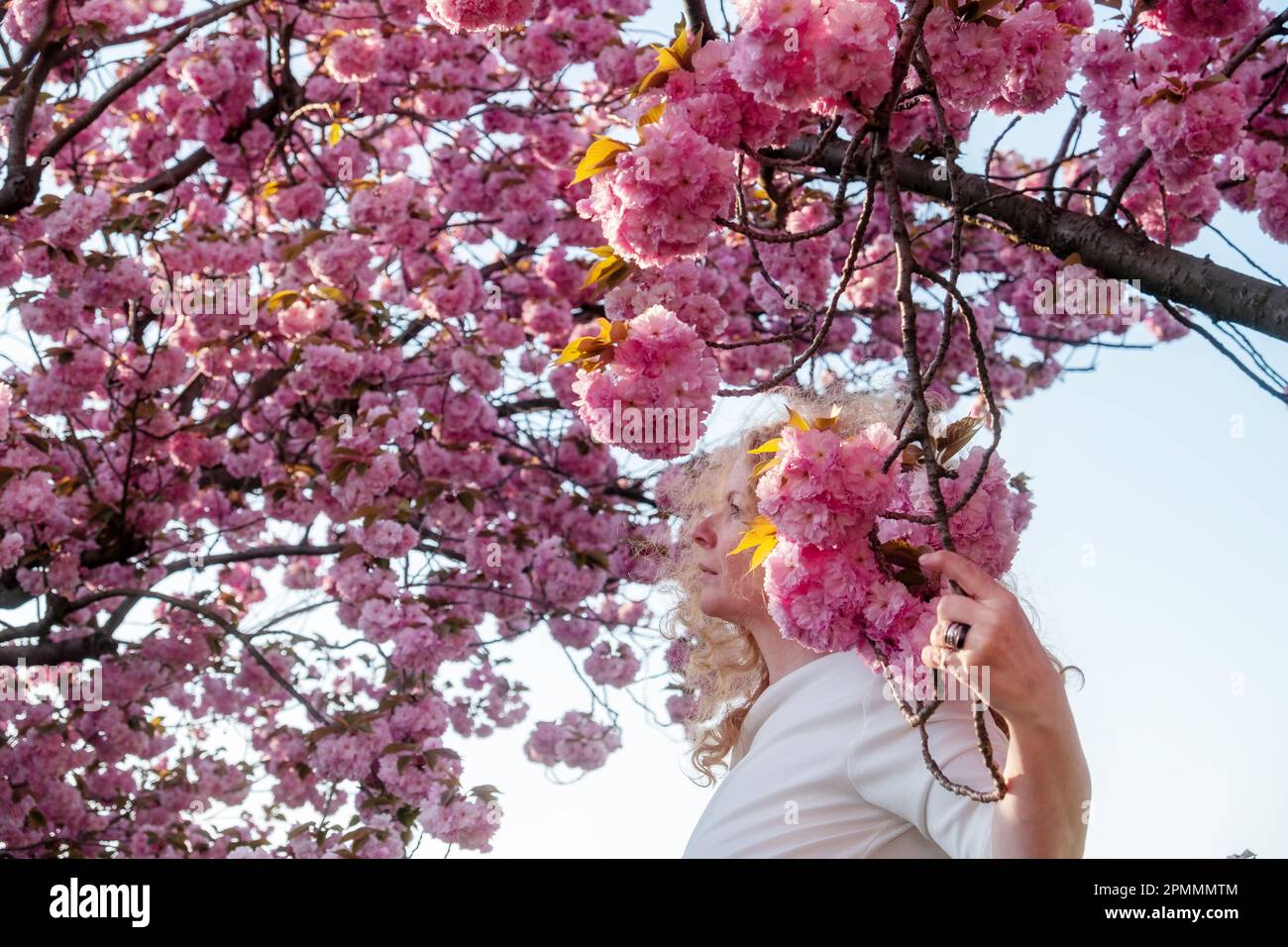 sensuale seducente maturo sexy redhead donna ritratto in abito bianco in fiore rosa ciliegio giapponese, sakura, copia spazio Foto Stock