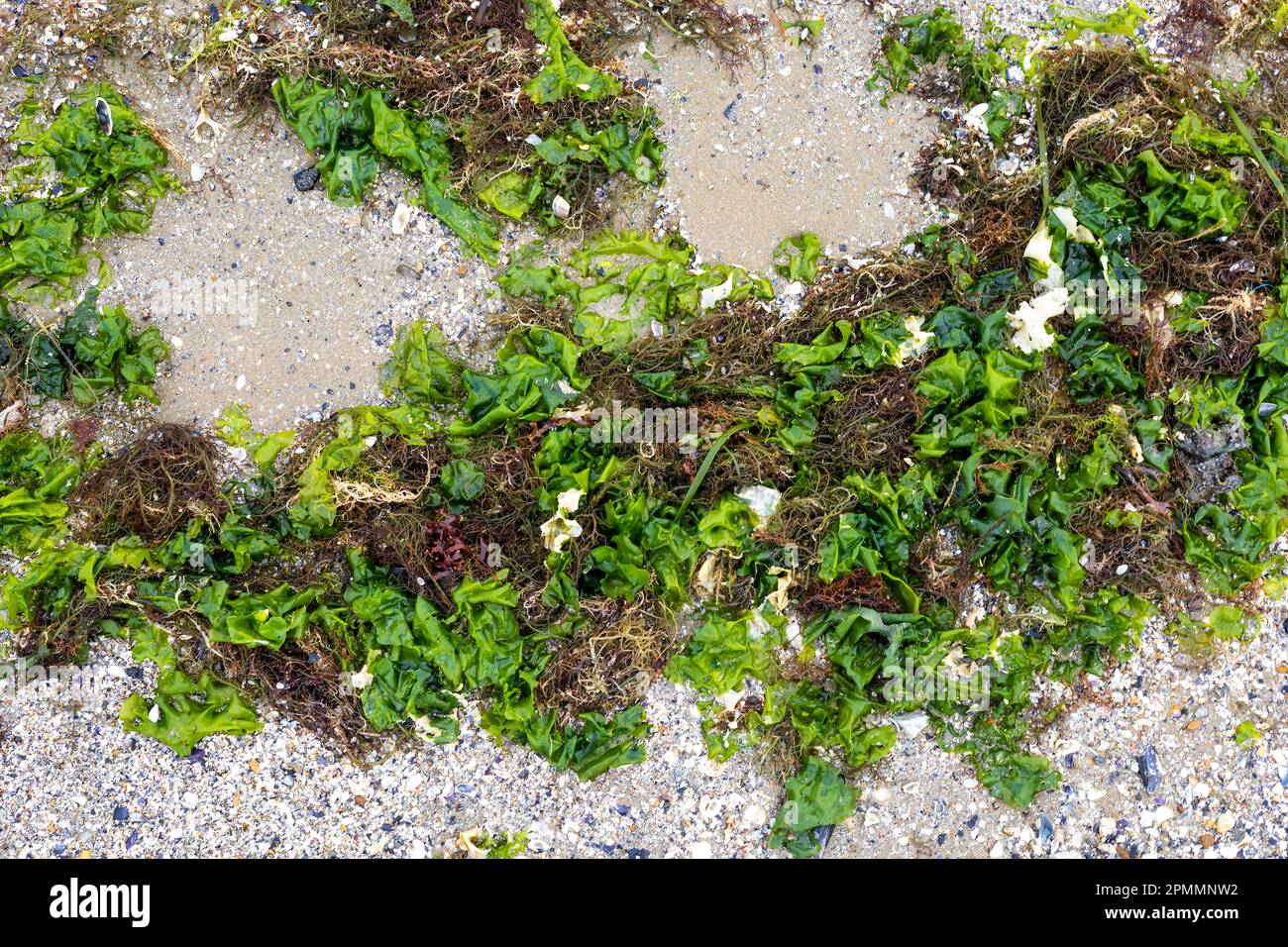 Spiaggia rustica con rocce e sabbia Foto Stock