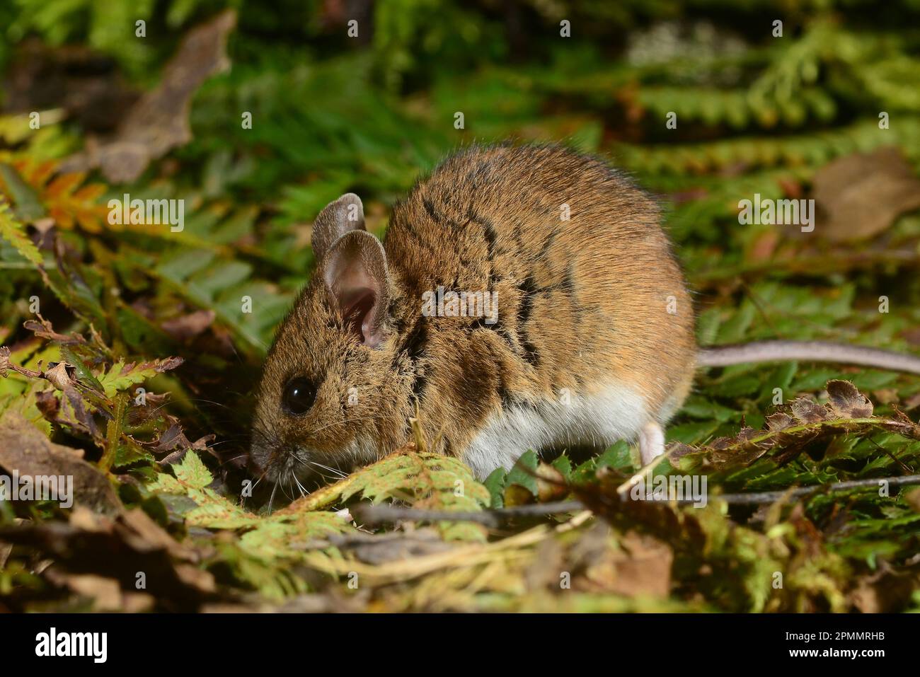 topo di legno notturno apodemus sylvaticus Foto Stock