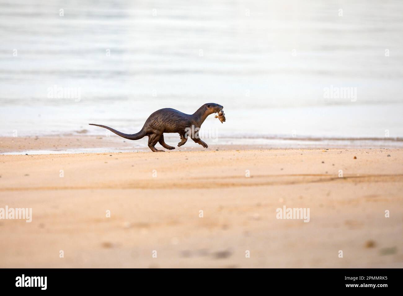 Una lontra rivestita liscia imbevuta d'acqua che trasporta un pesce catturato in mare in bocca per unirsi al resto della famiglia che riposa sulla spiaggia, Singapore Foto Stock