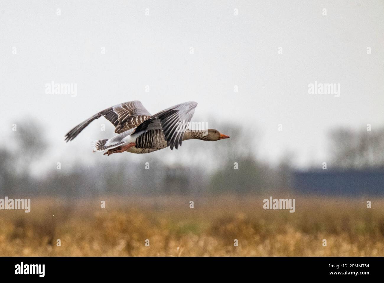 Greylag Goose, Föhr-Feer, Germania Foto Stock