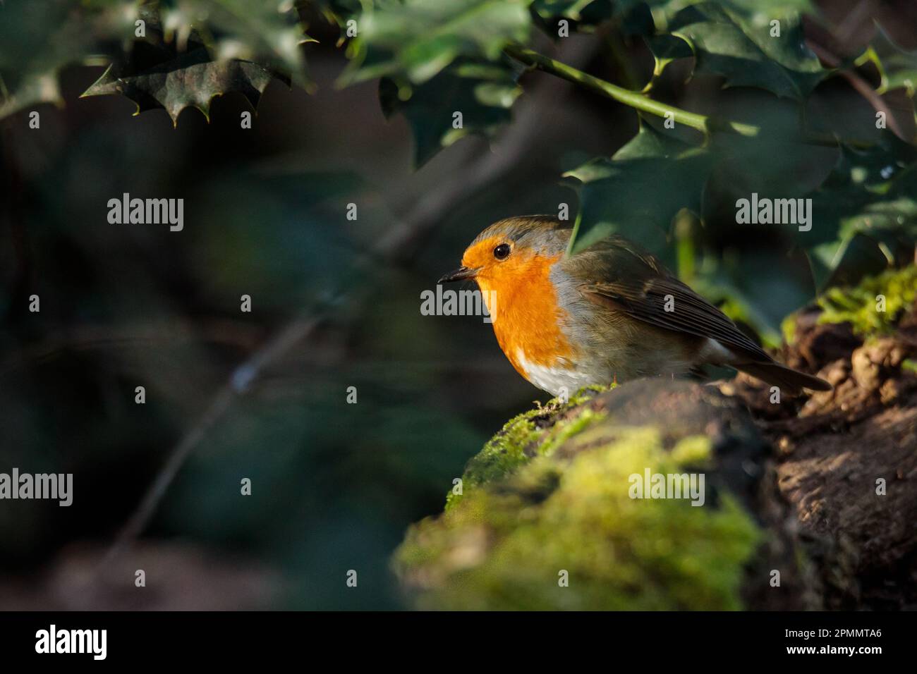 Un Robin europeo sommerso, Erithacus rubecula su un ramo coperto di muschio con qualche agrifoglio. Barn Hill, Wembley, Regno Unito. Foto di Amanda Rose/Alamy Foto Stock