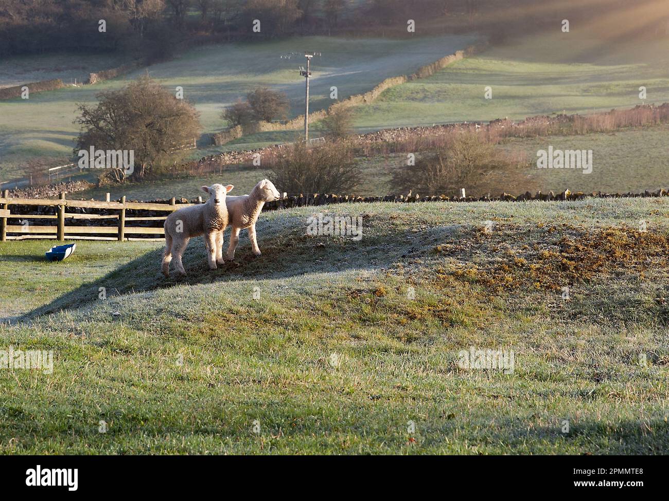 Piccoli agnelli in primavera nel Peak District UK in un campo all'alba Foto Stock