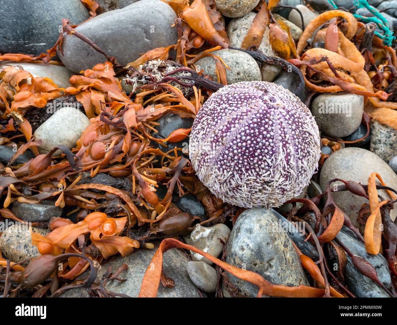 Guscio completo di riccio di mare lavato su spiaggia di ciottoli, Scaladal Bay vicino a Elgol, Isola di Skye, Scozia, Regno Unito Foto Stock