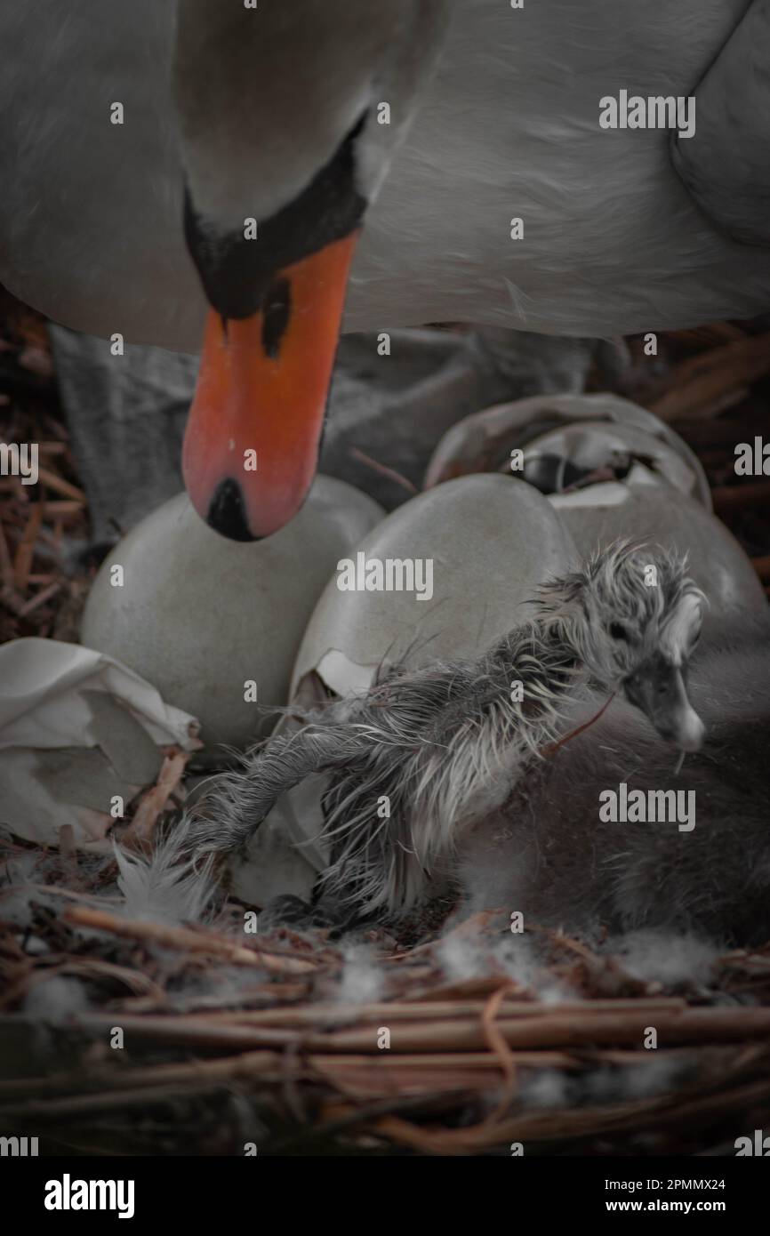 A Bedford SONO STATE catturate le IMMAGINI PIÙ ADORABILI di un cigno neonato, un cygnet, nel suo colore bianco incontaminato. Foto Stock