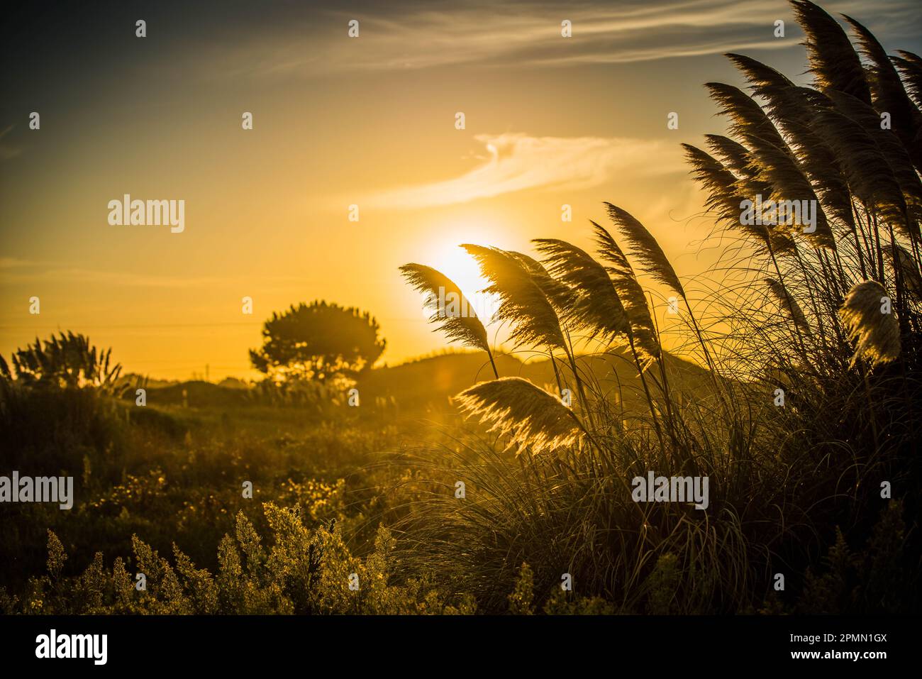 Foresta sulla spiaggia è illuminata dagli ultimi raggi del tramonto Foto Stock