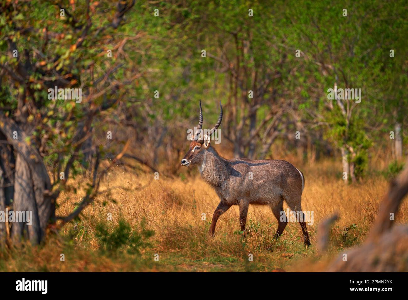 Bell'animale africano nell'habitat naturale, Uganda. Fauna selvatica dalla natura. Sera Africa. Fauna selvatica africana. Waterbuck, Kobus ellissiprymnus, antel grande Foto Stock