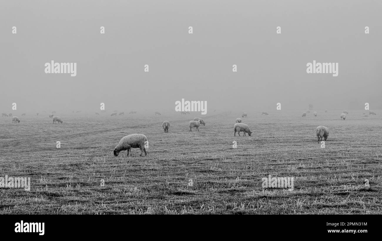 Prato di St Ives, campanelli, pecore nella nebbia Foto Stock