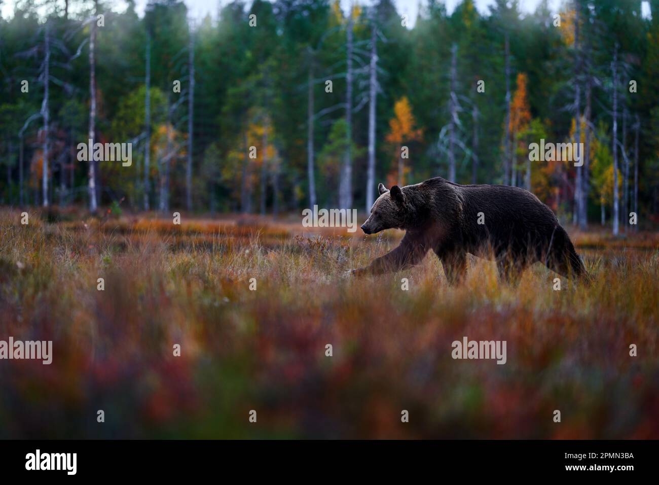 Autunno natura. Porta la lente grandangolare nella foresta gialla. Alberi di caduta con orso, riflesso specchio. Bella orso bruno che cammina intorno al lago, colori autunnali, Foto Stock