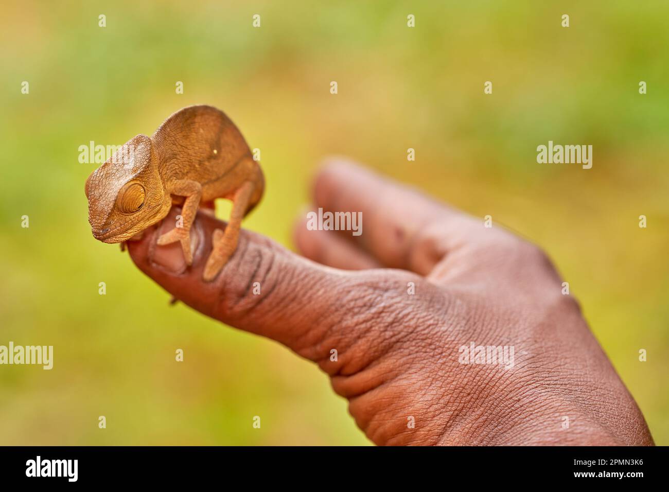 Chameleon nell'habitat forestale, obiettivo grandangolare. Camaleonte di Parson, famiglia delle lucertole di Calumma parsonii Chamaeleonidae, Parco Nazionale di Andasibe Manadia. E Foto Stock