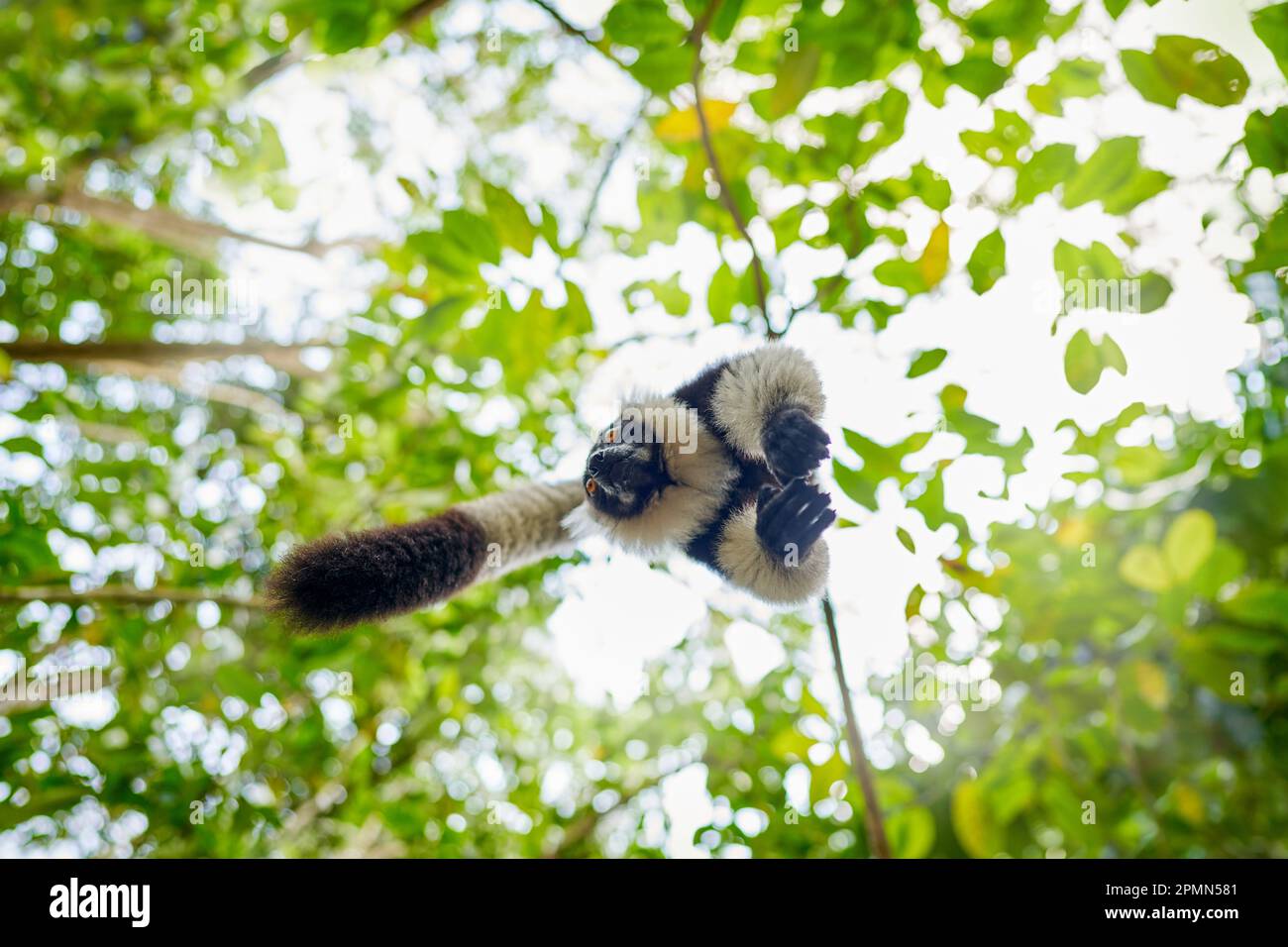 Madagascar fauna selvatica, foresta di Monkley salto mosca salto. Lemure bianco e nero, Varecia variegata, specie minacciate endemiche dell'isola di Madaga Foto Stock