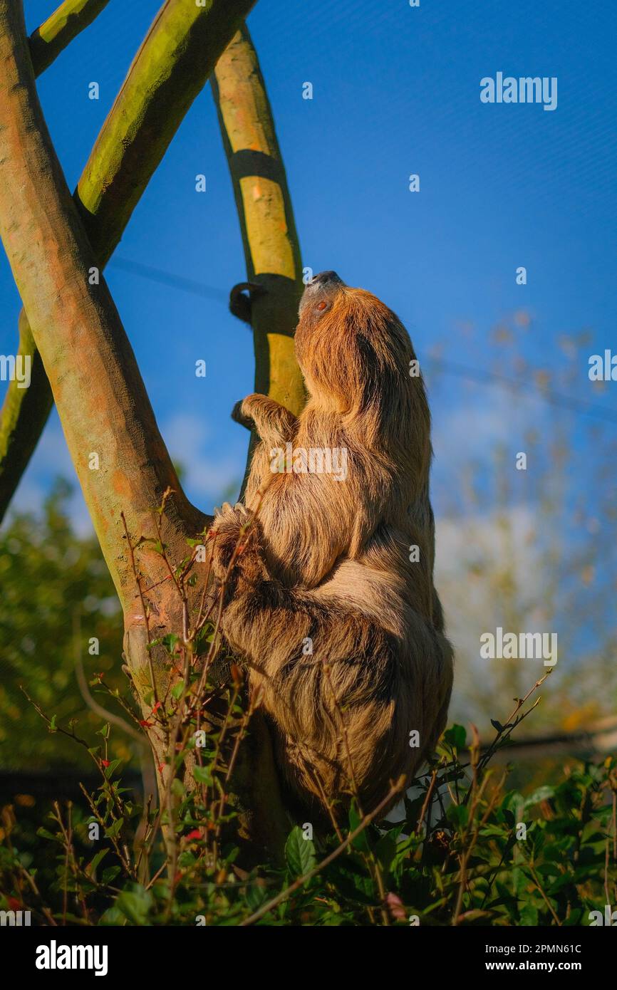 Faultier den Baum entlang kletternd Foto Stock