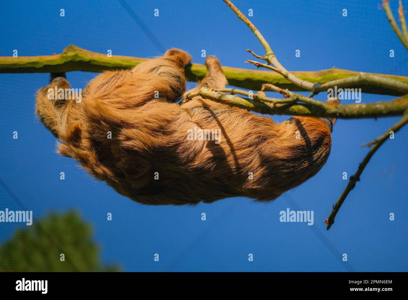 Faultier den Baum entlang kletternd Foto Stock