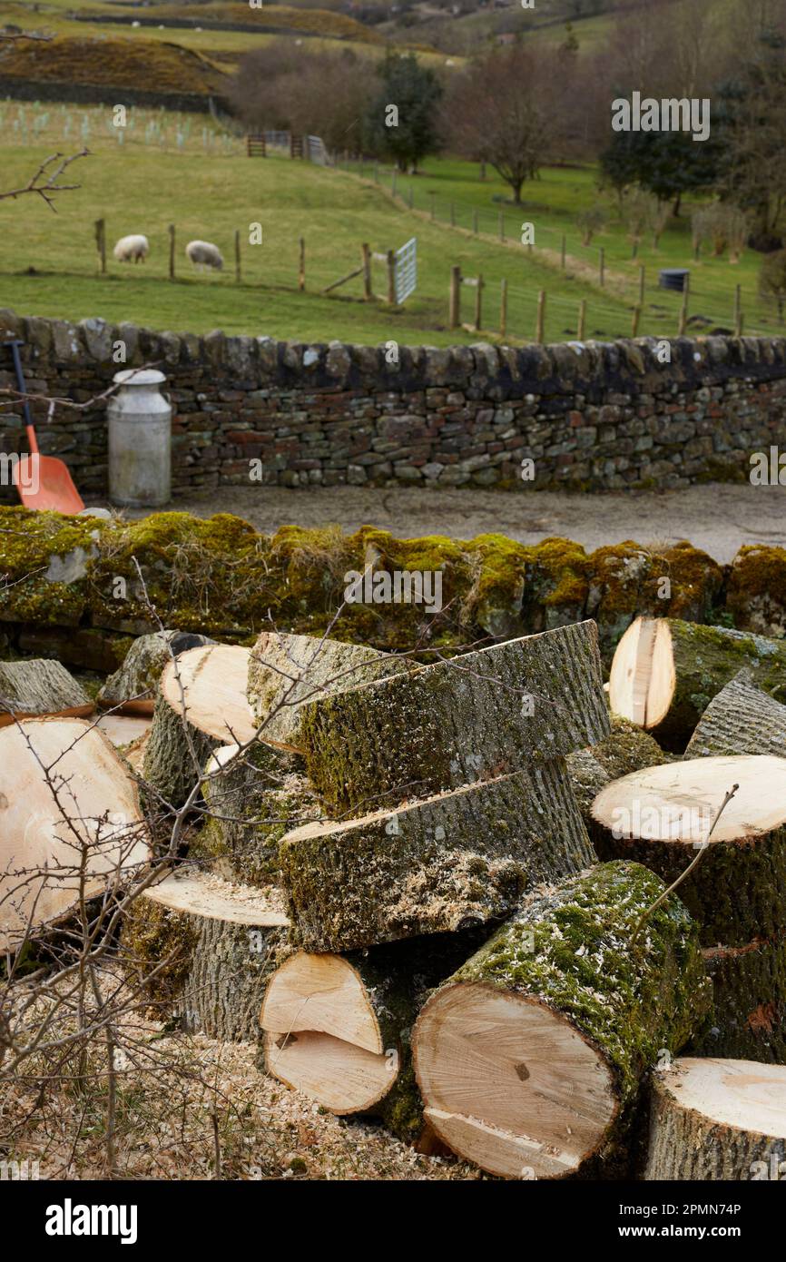 Un gruppo di tronchi appena tagliati da un albero di Ash malato a 900ft nel North Yorkshire Foto Stock