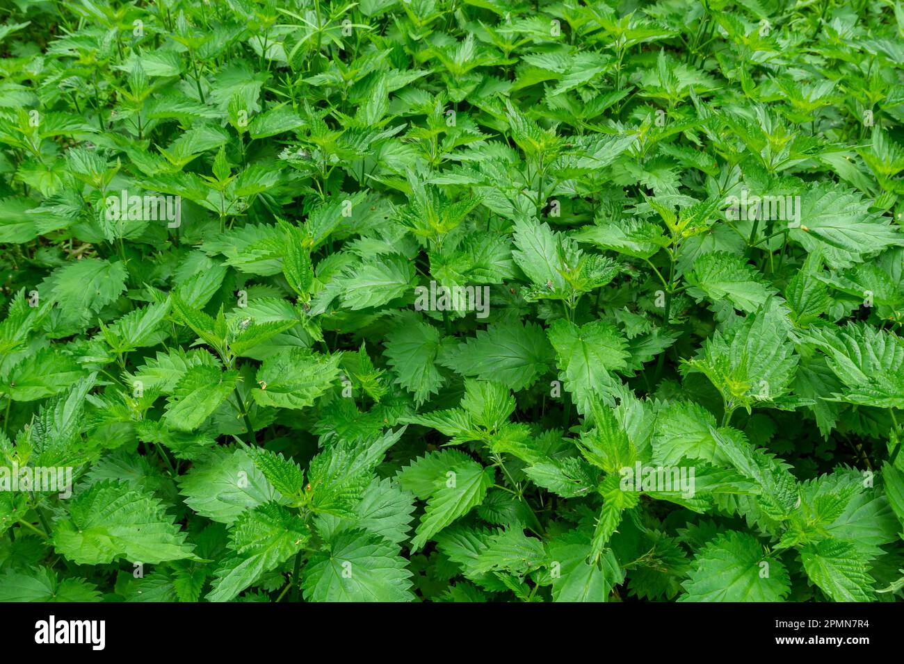 Urtica, ortiche o ortiche pungenti il nome tedesco è Brennesseln per medico e tè. Foto Stock