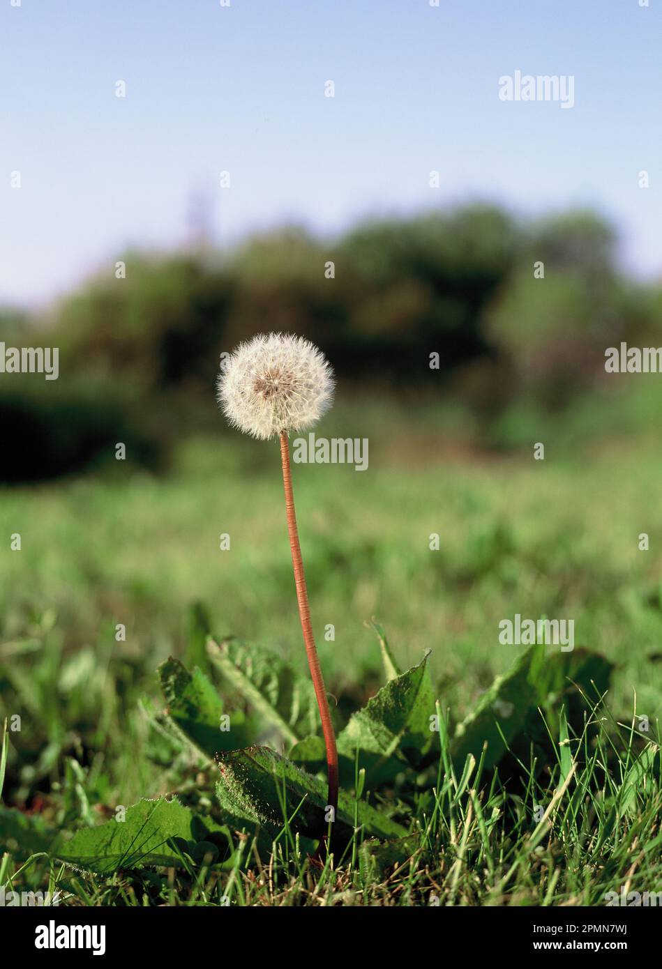 Primo piano di pianta. Crescente dente di leone orologio. (Taraxacum officinale) Foto Stock