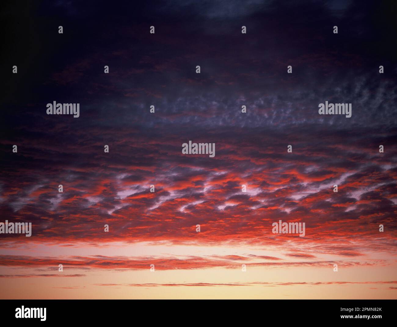 Panoramica. Cielo rosso con altocumuli e stratocumuli nuvole al crepuscolo subito dopo il tramonto. Foto Stock