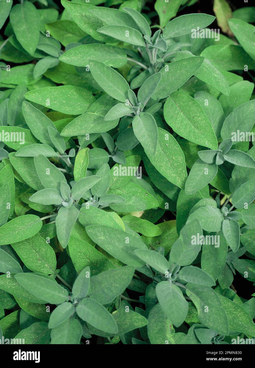 Pianta di erbe. Saggio comune. (Salvia officinalis). Foto Stock