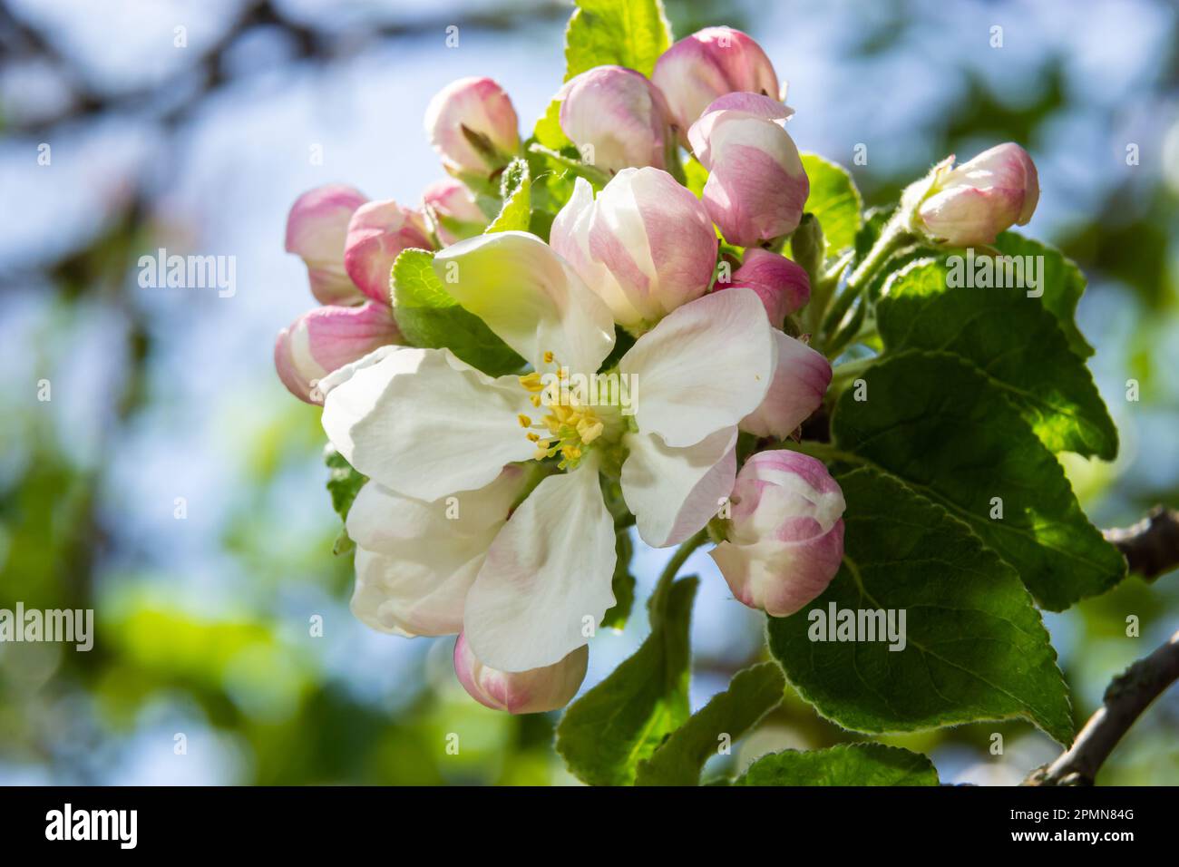 Boccioli di fiori freschi rosa e bianco dell'albero di mela Discovery, Malus domestica, fiorendo in primavera. Foto Stock