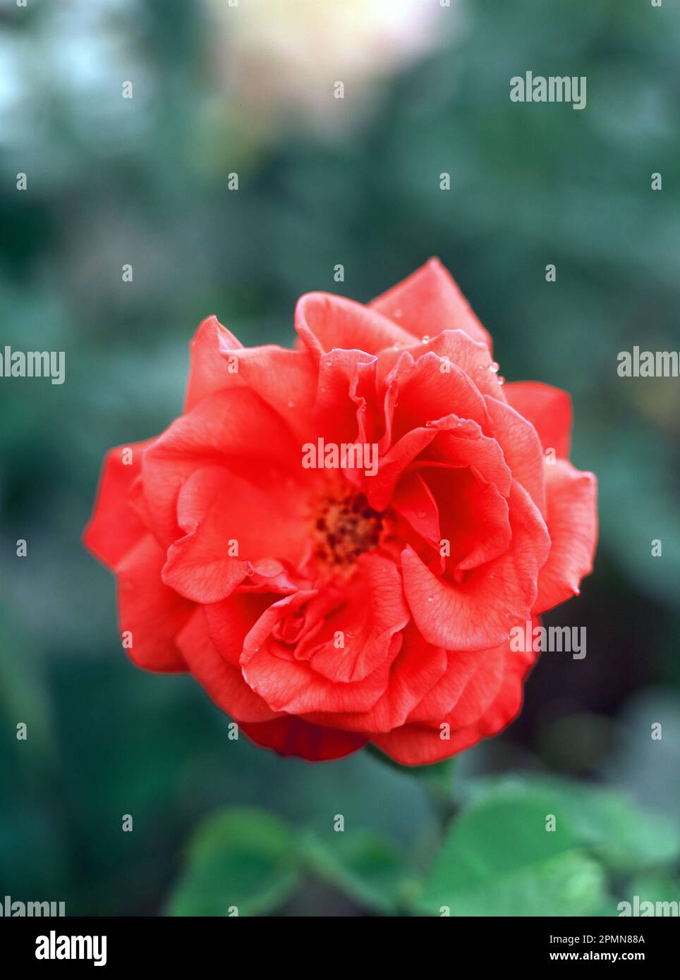 Flora. Primo piano della fioritura della Rosa Rossa nel giardino inglese. Foto Stock