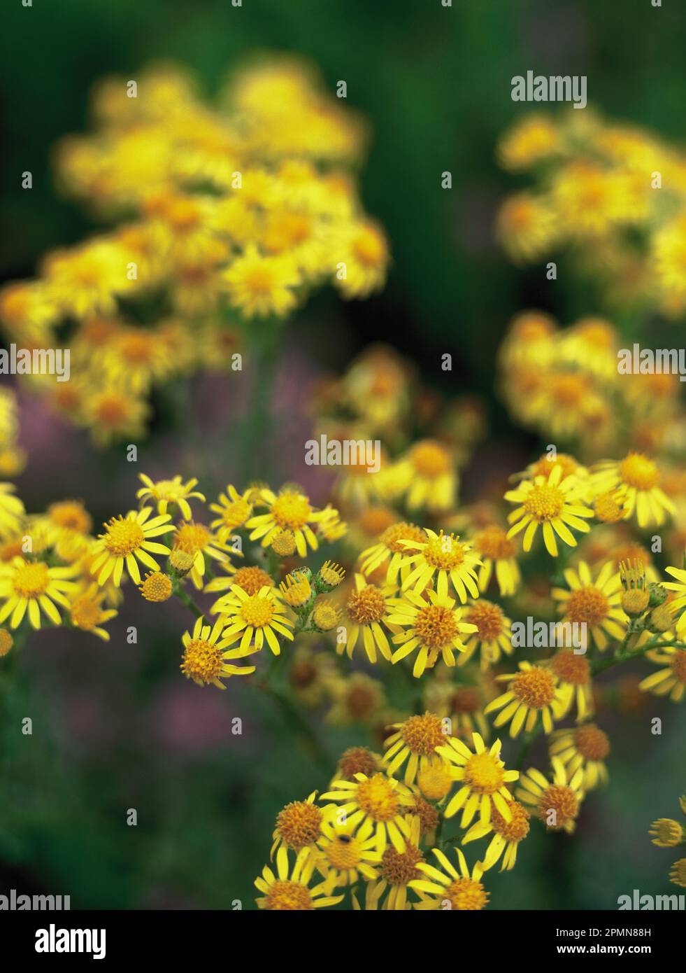 Regno Unito. Inghilterra. Somerset. Primo piano di erbacce fiorite gialle. Ragwort comune. Foto Stock