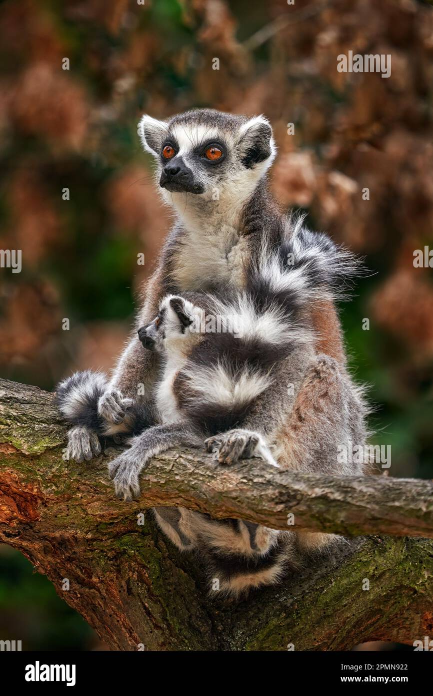 Volto di lemur, ritratto in primo piano della scimmia malgascia. Lemur con coda ad anello, Catta di Lemur, con sfondo verde chiaro. Animali provenienti da Madagascar, Africa, oran Foto Stock