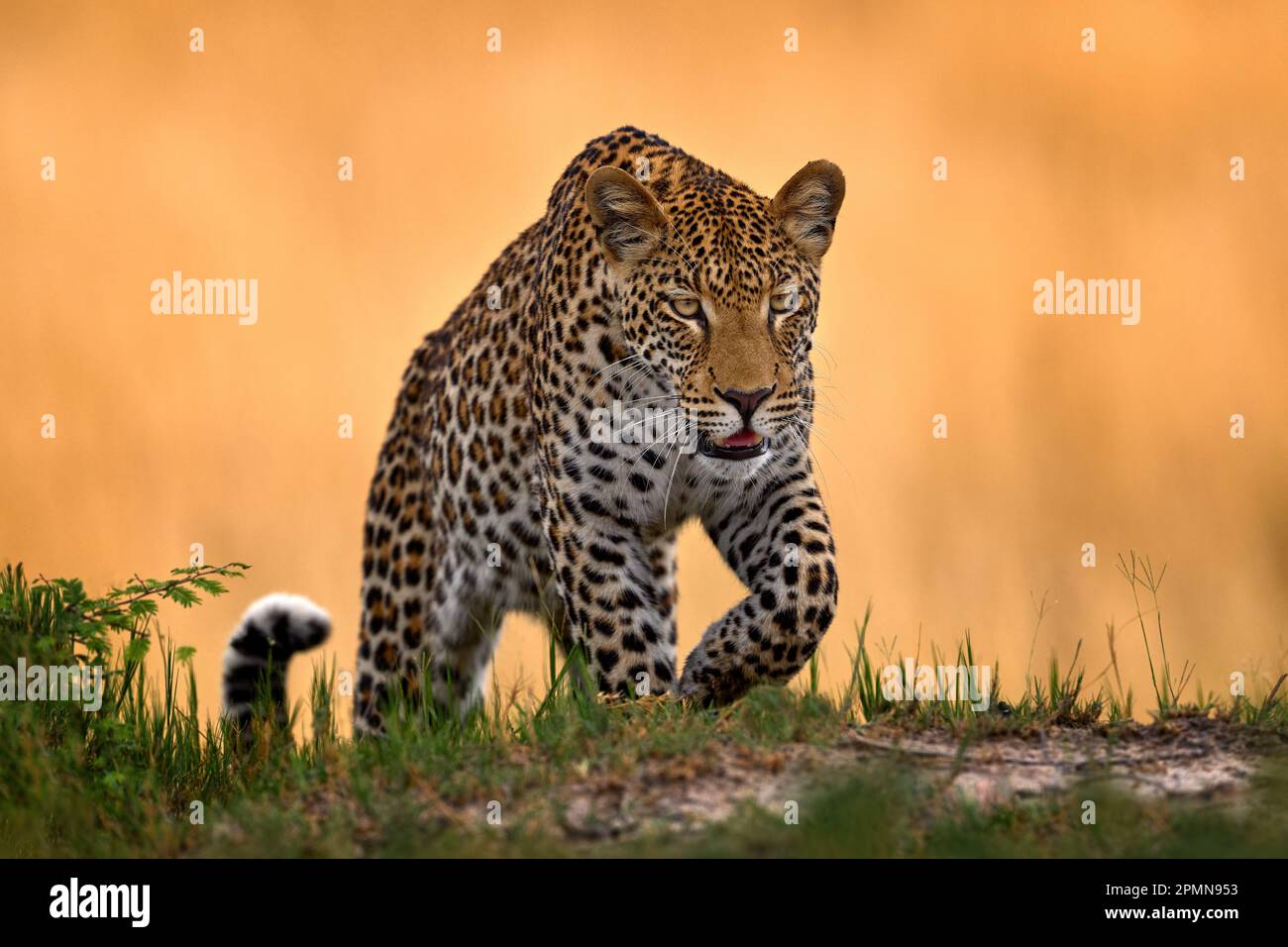 Leopardo, Panthera pardus shortidgei, habitat naturale, grande gatto selvatico nell'habitat naturale, giorno di sole sulla savana, delta del Botswana di Okavango. Fauna selvatica Foto Stock