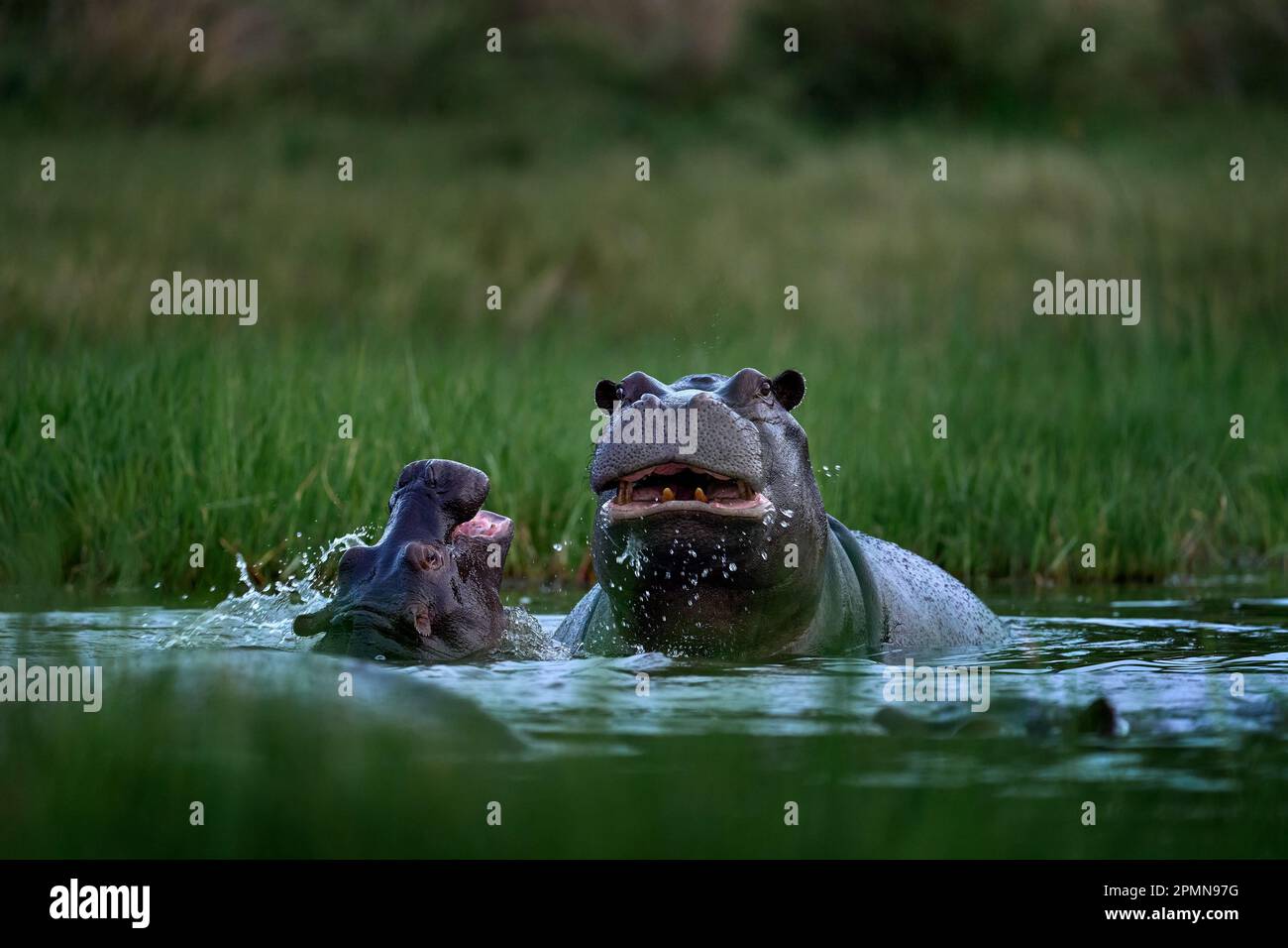 Ippona con uccelli. Hippopotamus africano, Hippopotamus anfibio capensis, con sole serale, animale nella natura habitat delle acque, Khwai, Moremi in Botsww Foto Stock