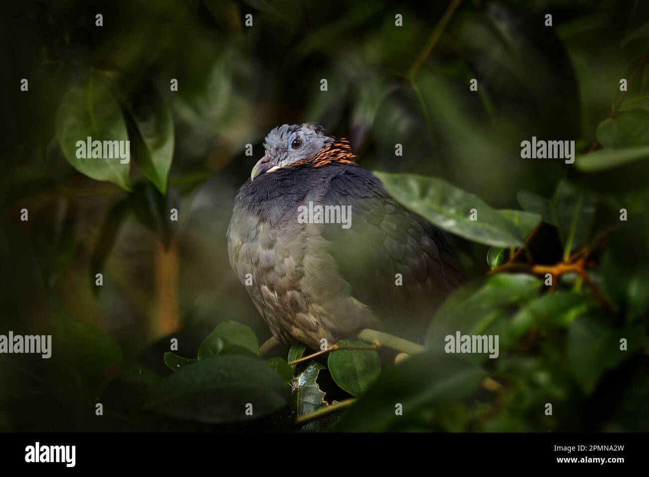Colomba polchricollis, uccello dell'habitat naturale della foresta, Cina. Pigeon nella vegetazione verde dell'albero. Birdwatching in Asia. Fauna selvatica Foto Stock