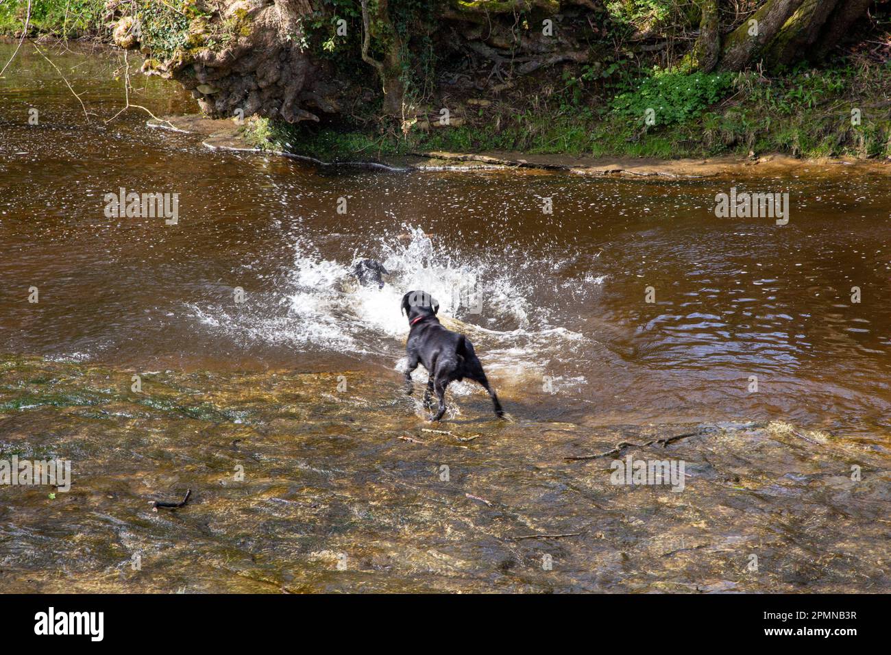 Labrador cani divertirsi giocando in un fiume acqua Foto Stock