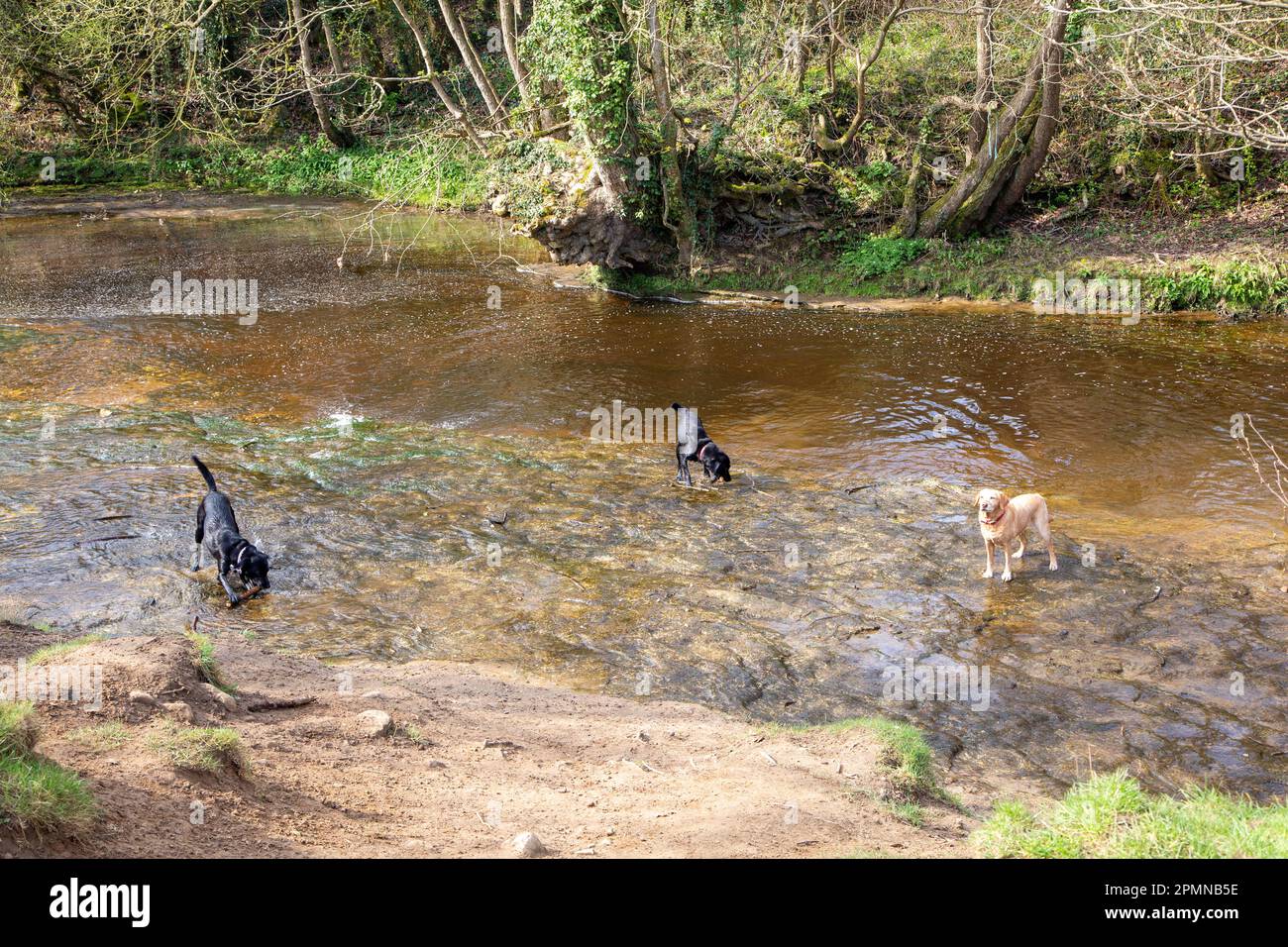 Labrador cani divertirsi giocando in un fiume acqua Foto Stock