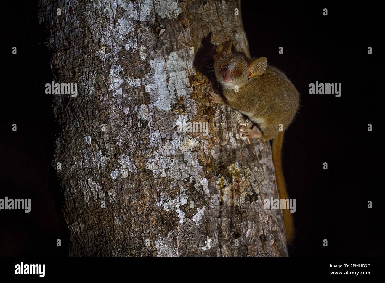Lemure notturno sull'albero, foresta nera scura. Lemure di topo grigio, Microcebus murinus, Kirindy Forest, animale endemico in Madagascar. Limone grigio del topo con Foto Stock