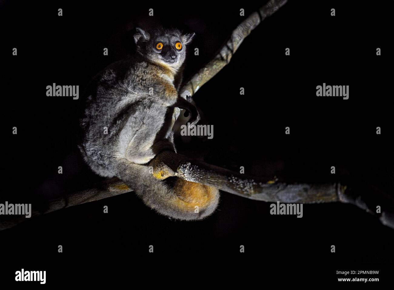 Lumur sportivo dalla coda rossa, Lepilemur ruficaudatus, scimmia notturna nella foresta di Kirindy. Animale endemico in Madagascar. Lumur sportivo con tronco d'albero, piccolo Foto Stock