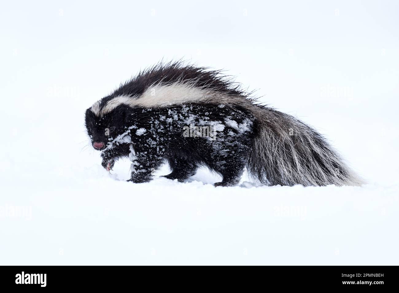 Skuknk nella neve. Lo skunk dal naso di zoccoli di Humboldt, Conepatus humboldtii, un animale da pelliccia bianca e nera, nella natura habitat invernale con neve, Laguna Sofi Foto Stock
