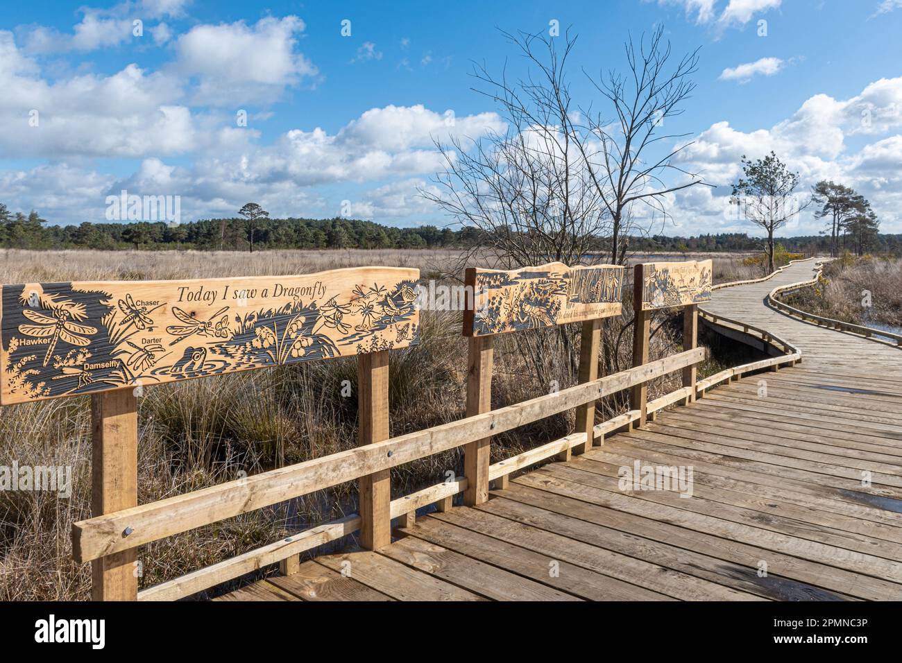 Nuova passeggiata sul lungomare e sentiero delle libellule presso la Thurley Common National Nature Reserve, Surrey, Inghilterra, Regno Unito, nell'aprile 2023 Foto Stock