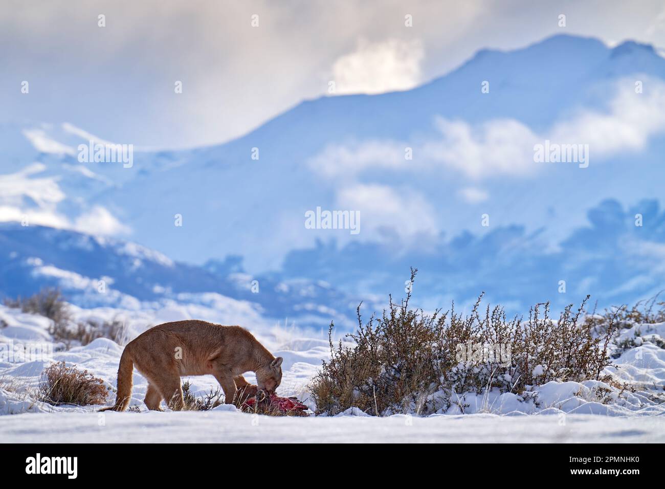 Puma mangiare guancao carcassa, scheletro in bocca muso con lingua. Rete faunistica a Torres del Paine NP in Cile. Inverno con neve. Foto Stock