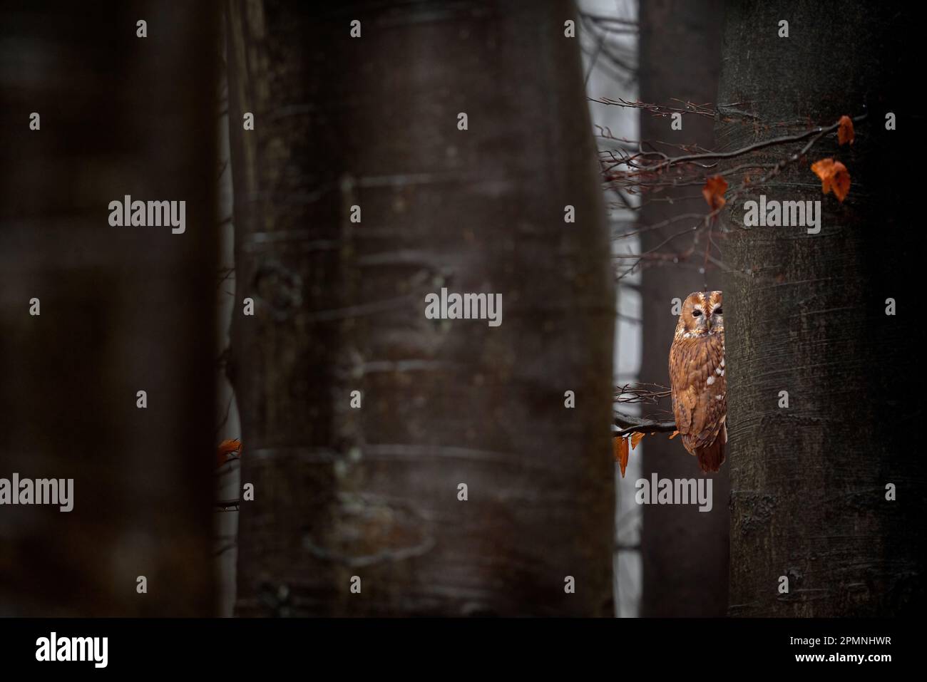 Gufo nascosto nella foresta, tronchi di alberi. Foglie di arancia con uccello. Tawny gufo nascosto nel bosco di caduta, seduto sul tronco di albero nel buio habitat della foresta. B Foto Stock
