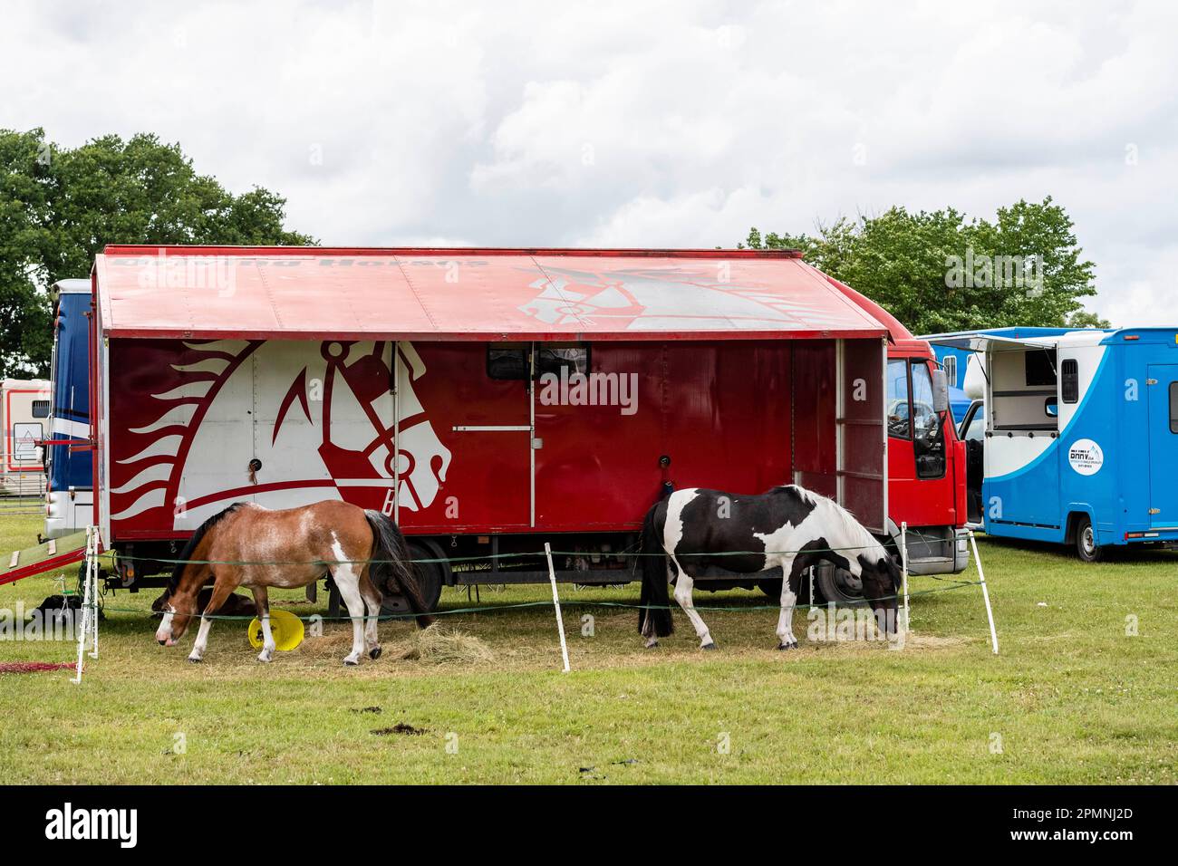 Cavalli, alimentazione, Hickstead Horse Trail, alimentazione, Hickstead Sussex Foto Stock