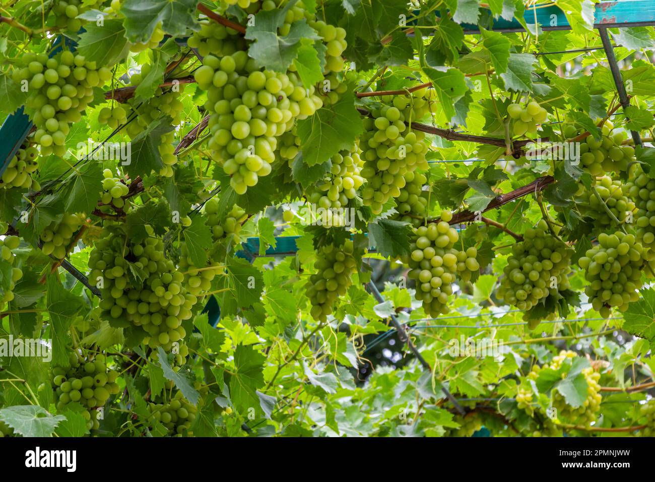 Le uve mature crescono su cespugli. Mazzo di uve prima della vendemmia. Foto Stock