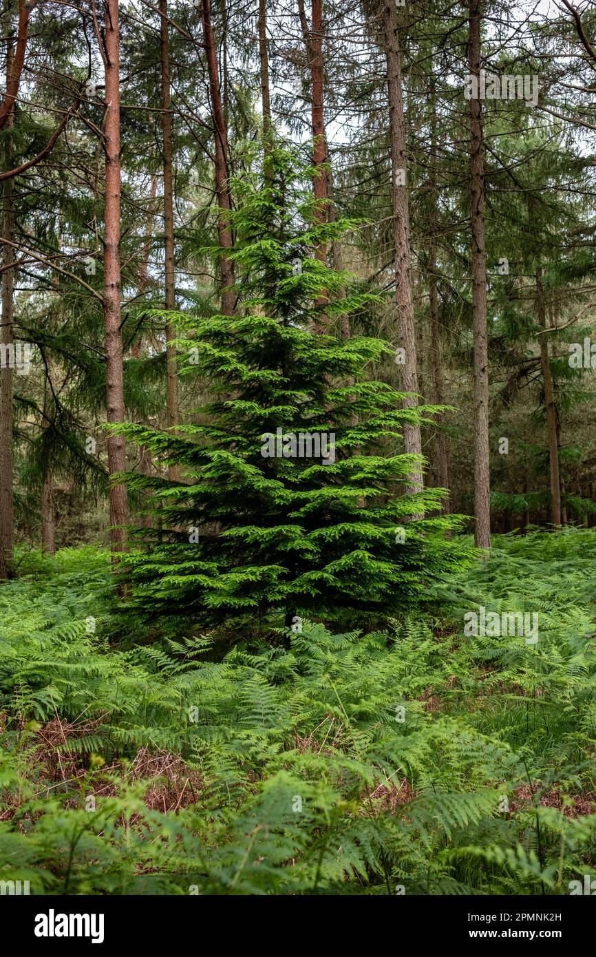 Albero Evergreen in Sussex Foresta Foto Stock