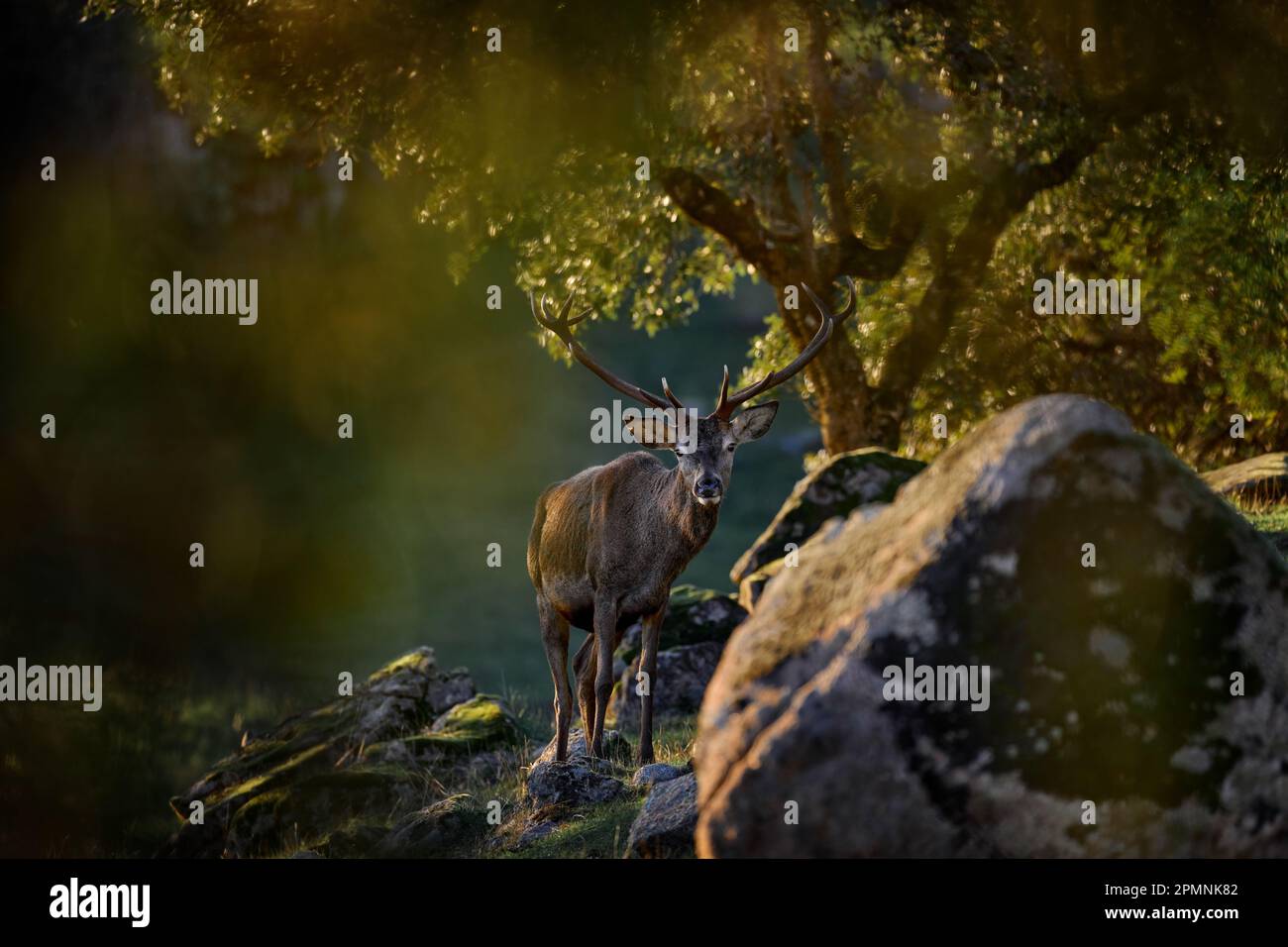 Stagione di rutting cervo rosso, maestoso animale potente fuori del bosco, grande animale in habitat forestale. Cervi dalla Spagna nella Sierra de Andujar. Wildl Foto Stock